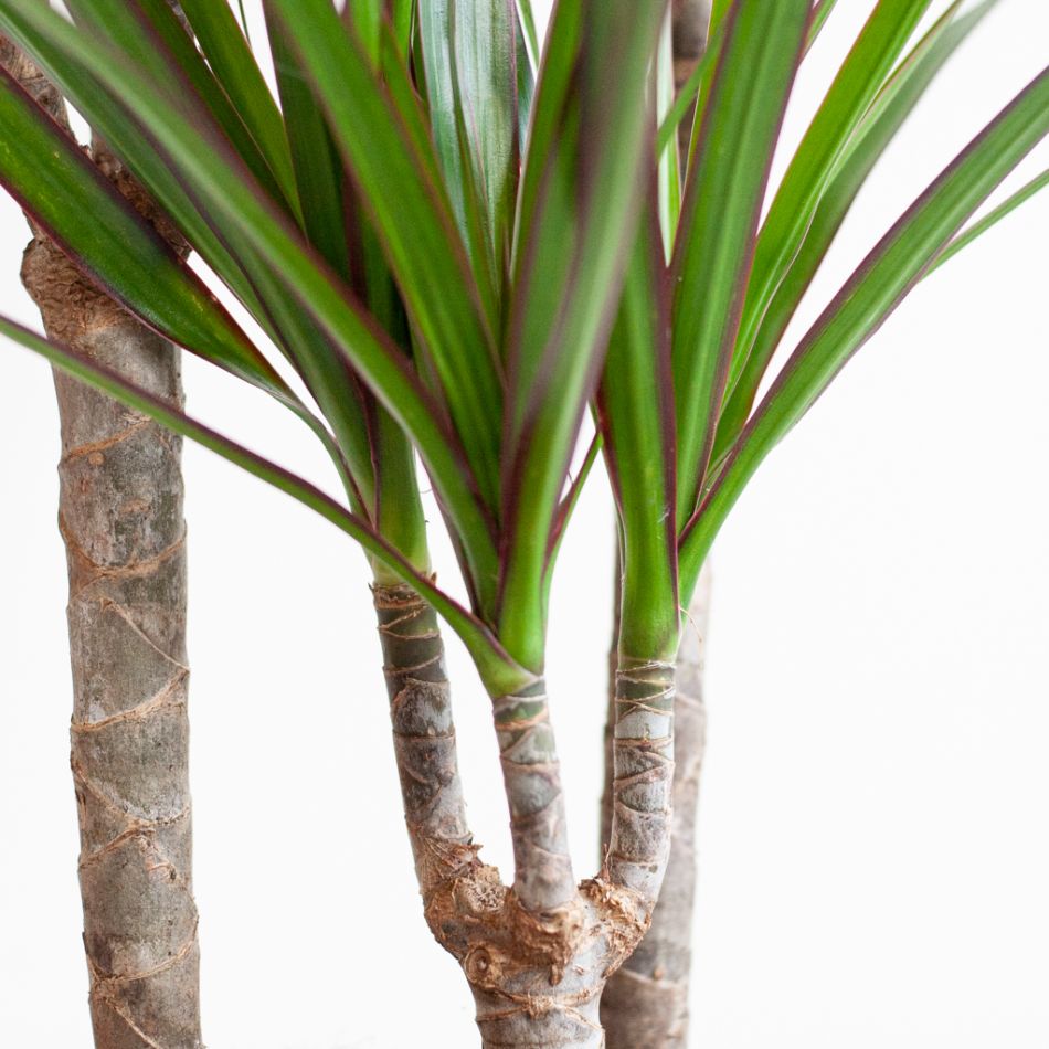 Dracaena Marginata - Drakenbloedboom - P21