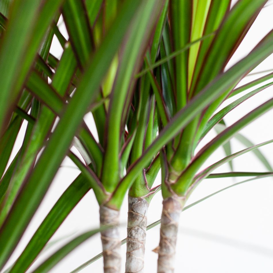 Dracaena Marginata - Drakenbloedboom - P21
