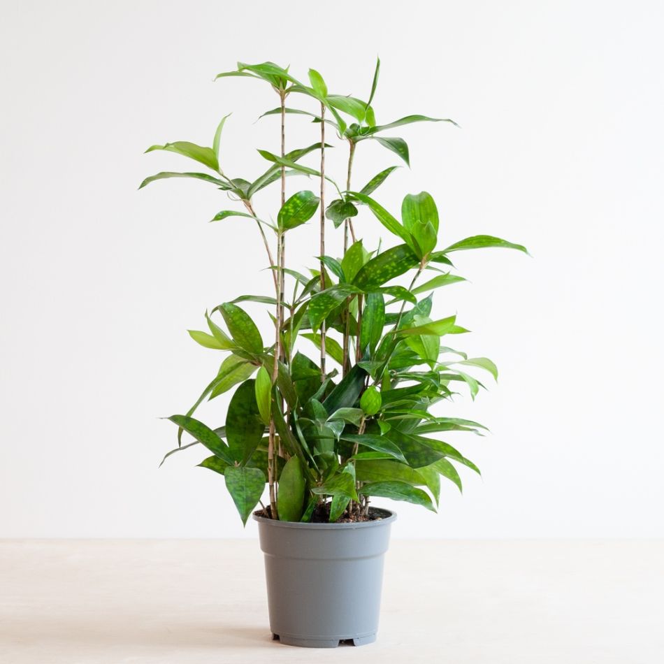 Dracaena-surcolosa-P17-1024