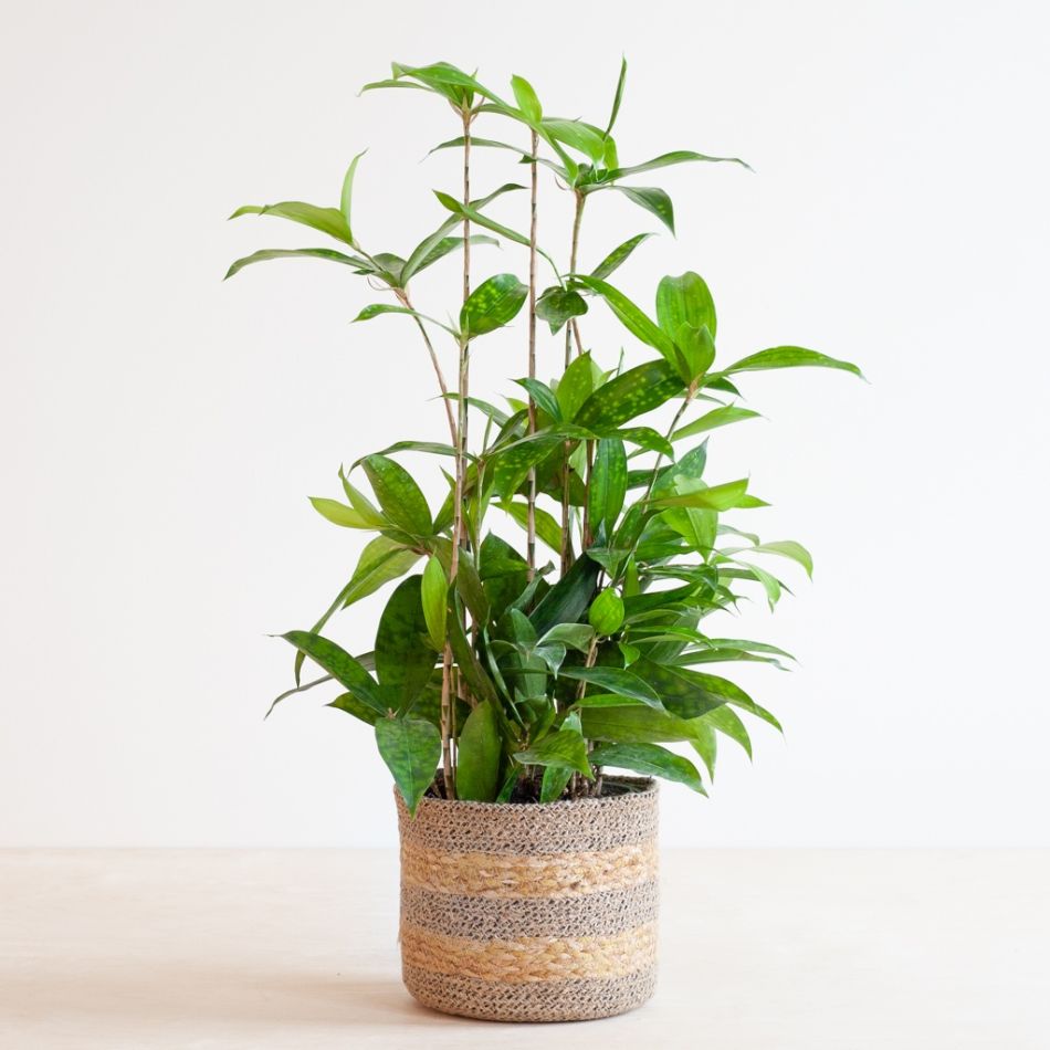 Dracaena-surcolosa-P17-2-1024