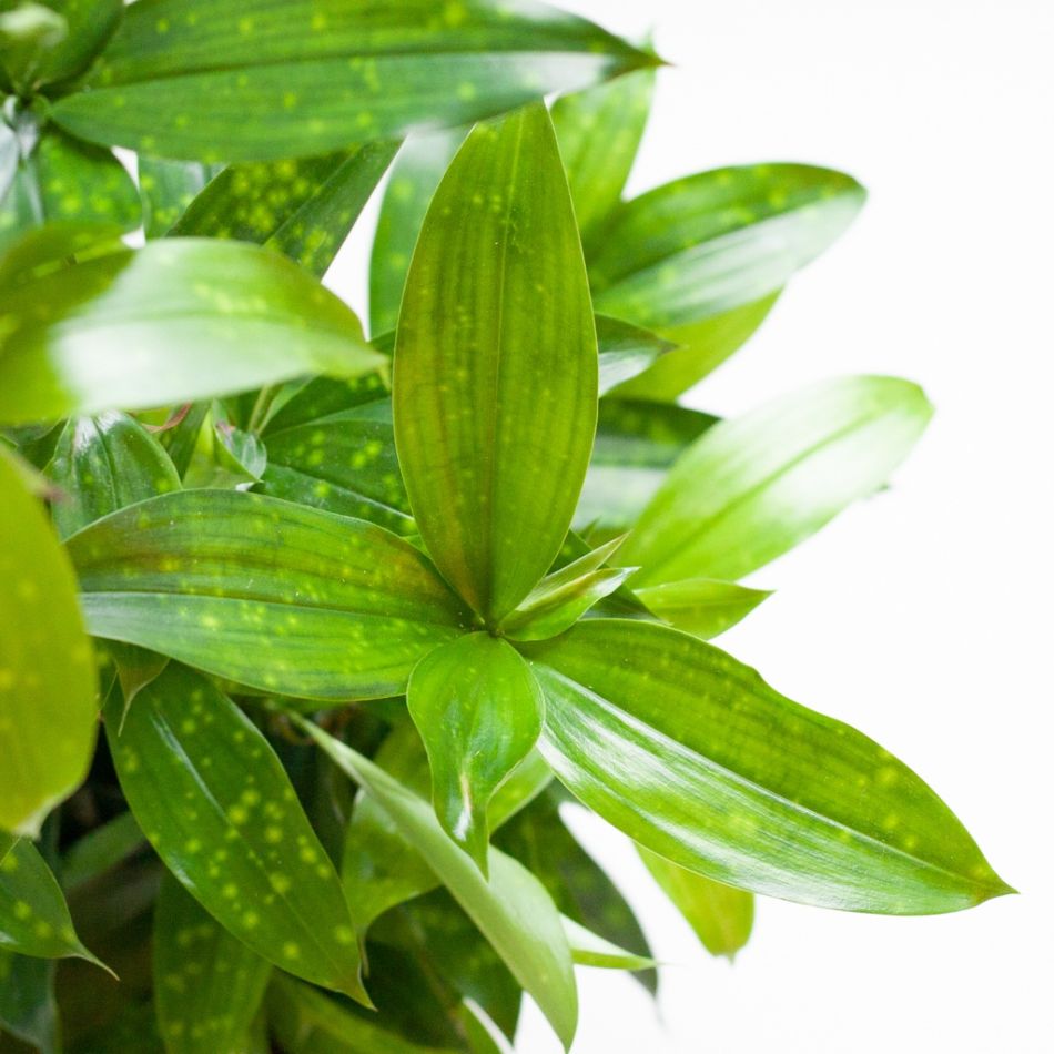 Dracaena-surculosa-29-1024