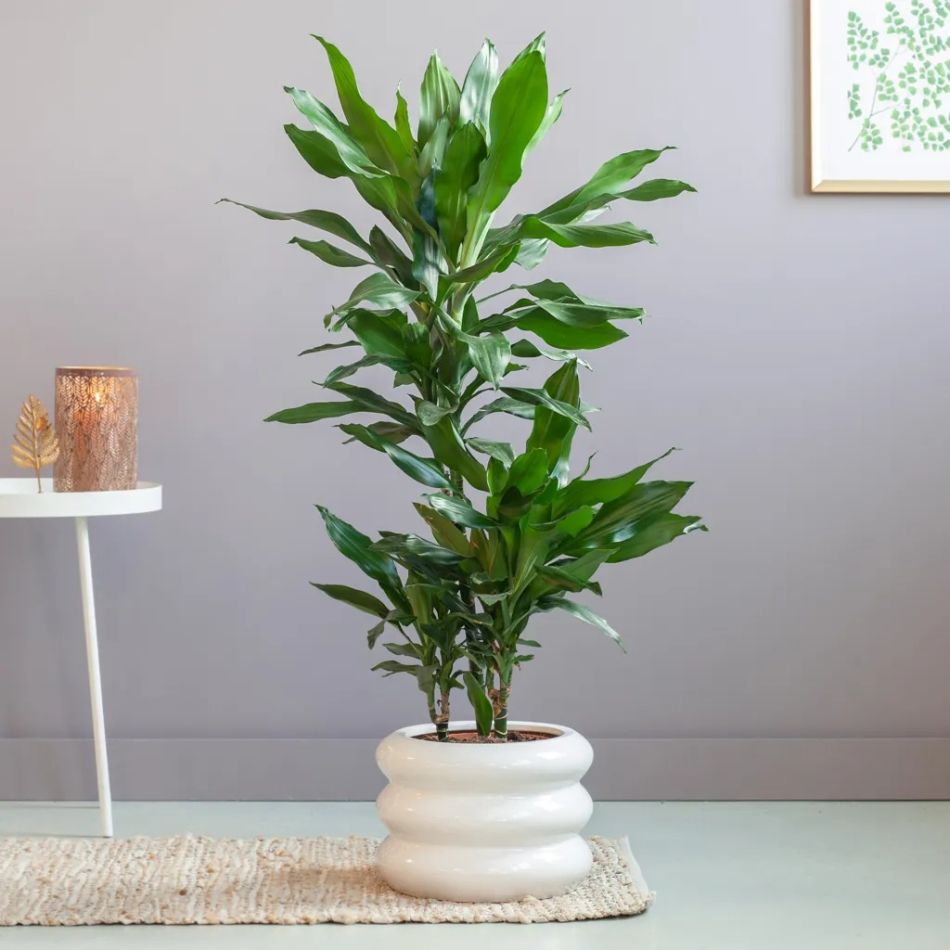 Dracaena Janet Lind