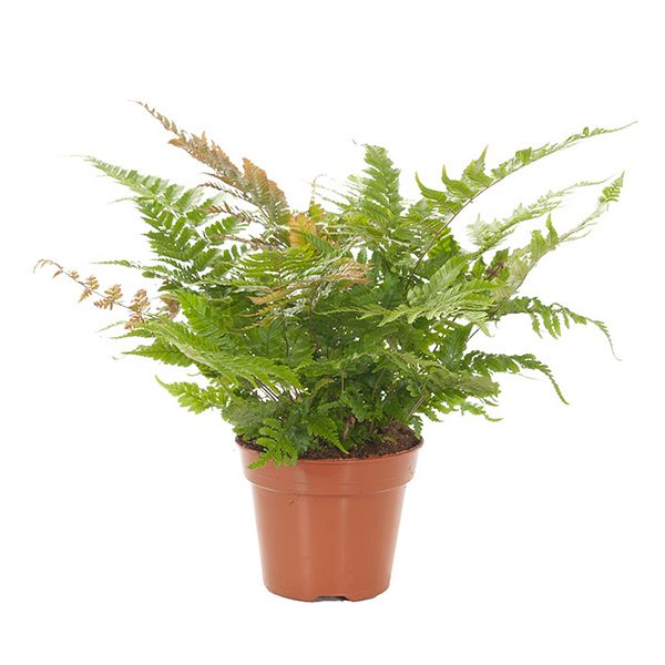 Dryopteris Erythrosora
