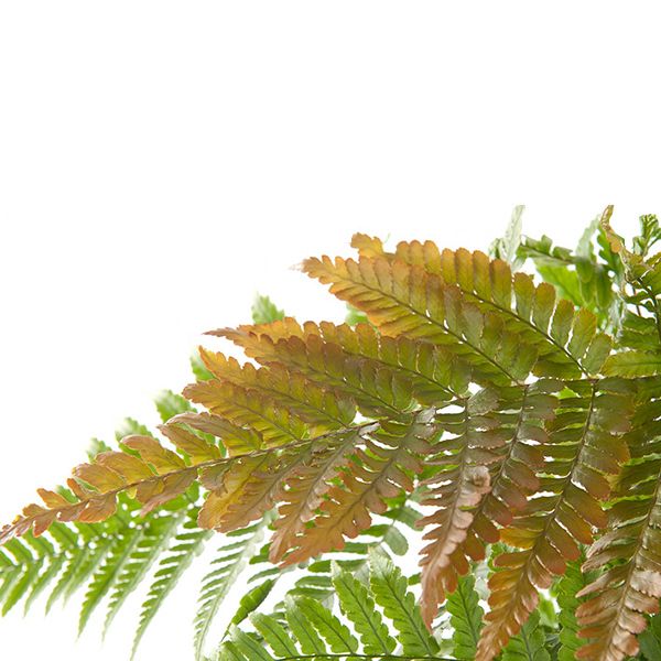 Dryopteris Erythrosora blad
