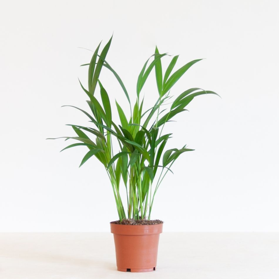 Dypsis-Lutescens-p-12-1