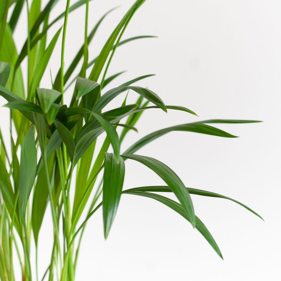 Dypsis-Lutescens-p12-5