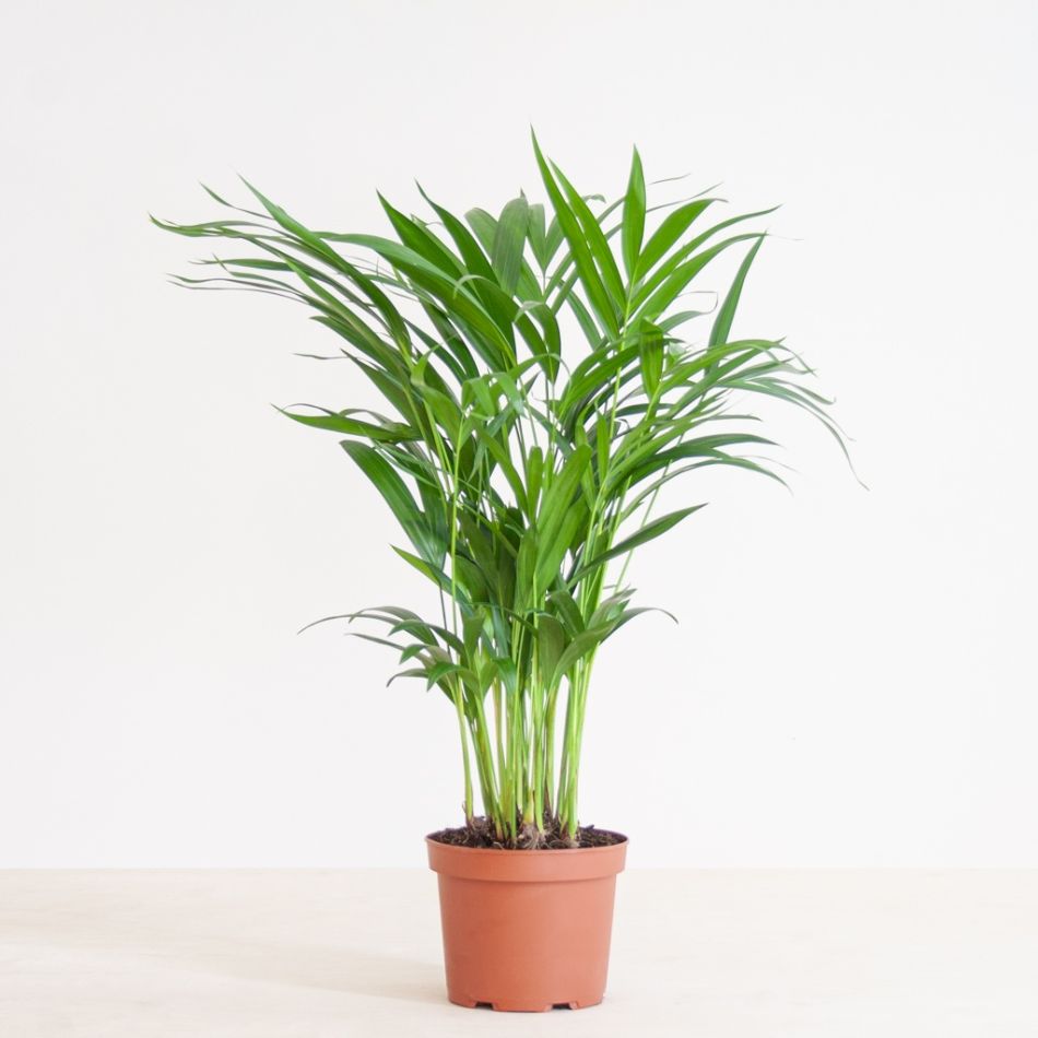 Dypsis-Lutescens-p17-2