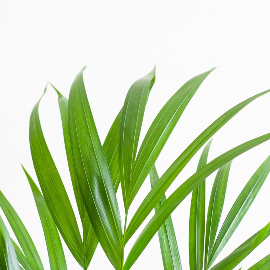 Dypsis-Lutescens-p17-4