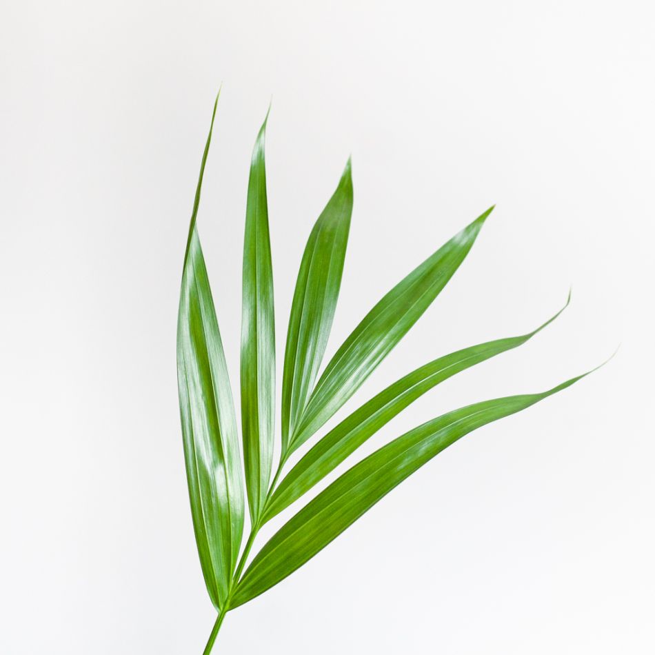 Howea Forsteriana - Kentiapalm P19