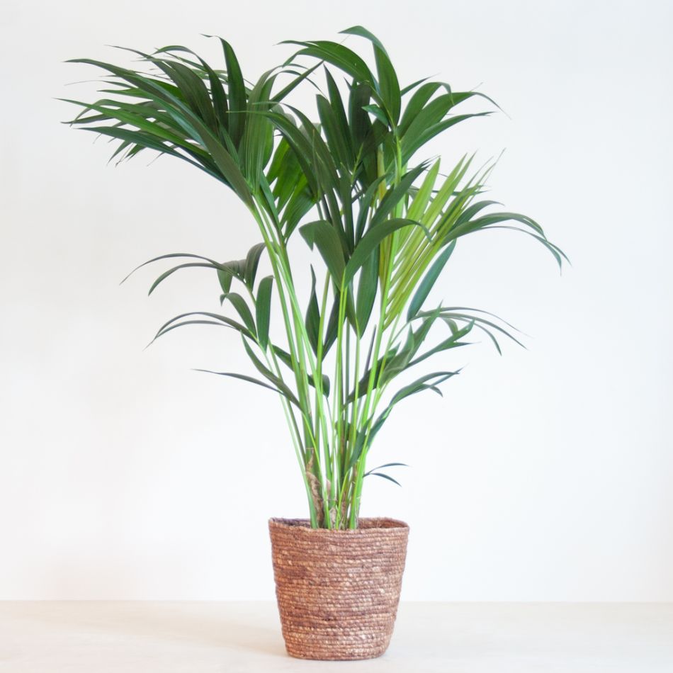 Howea Forsteriana - Kentiapalm P19