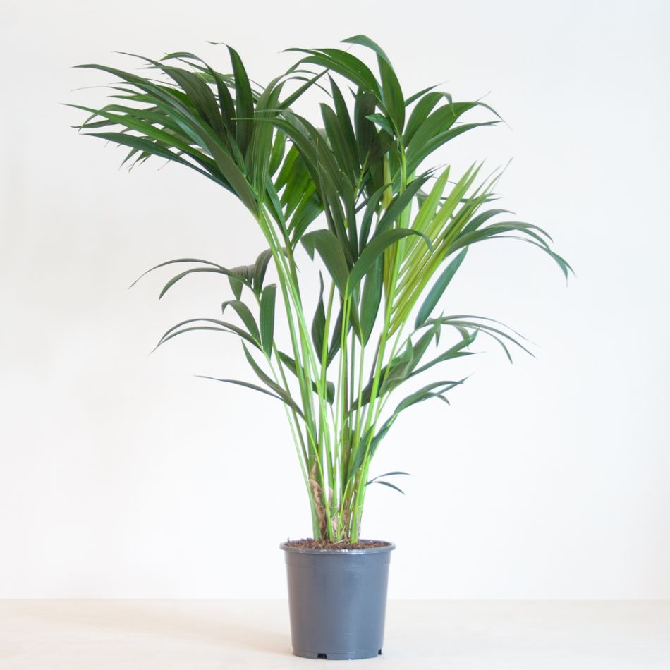 Howea Forsteriana - Kentiapalm P19