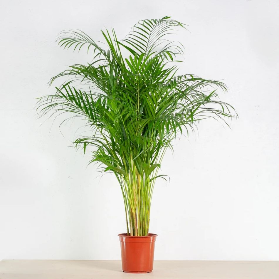 Dypsis Lutescens - Areca Palm - P24