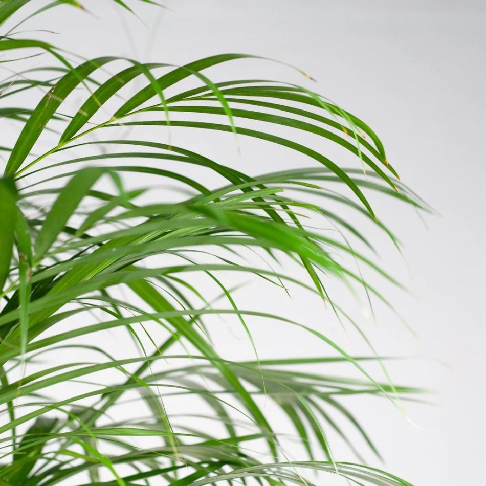 Chrysalidocarpus Lutescens