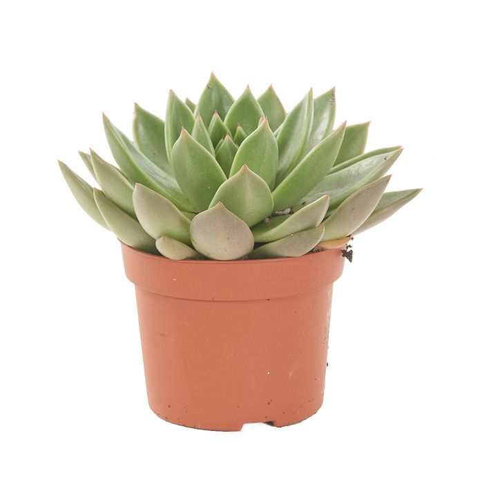 Echeveria Miranda