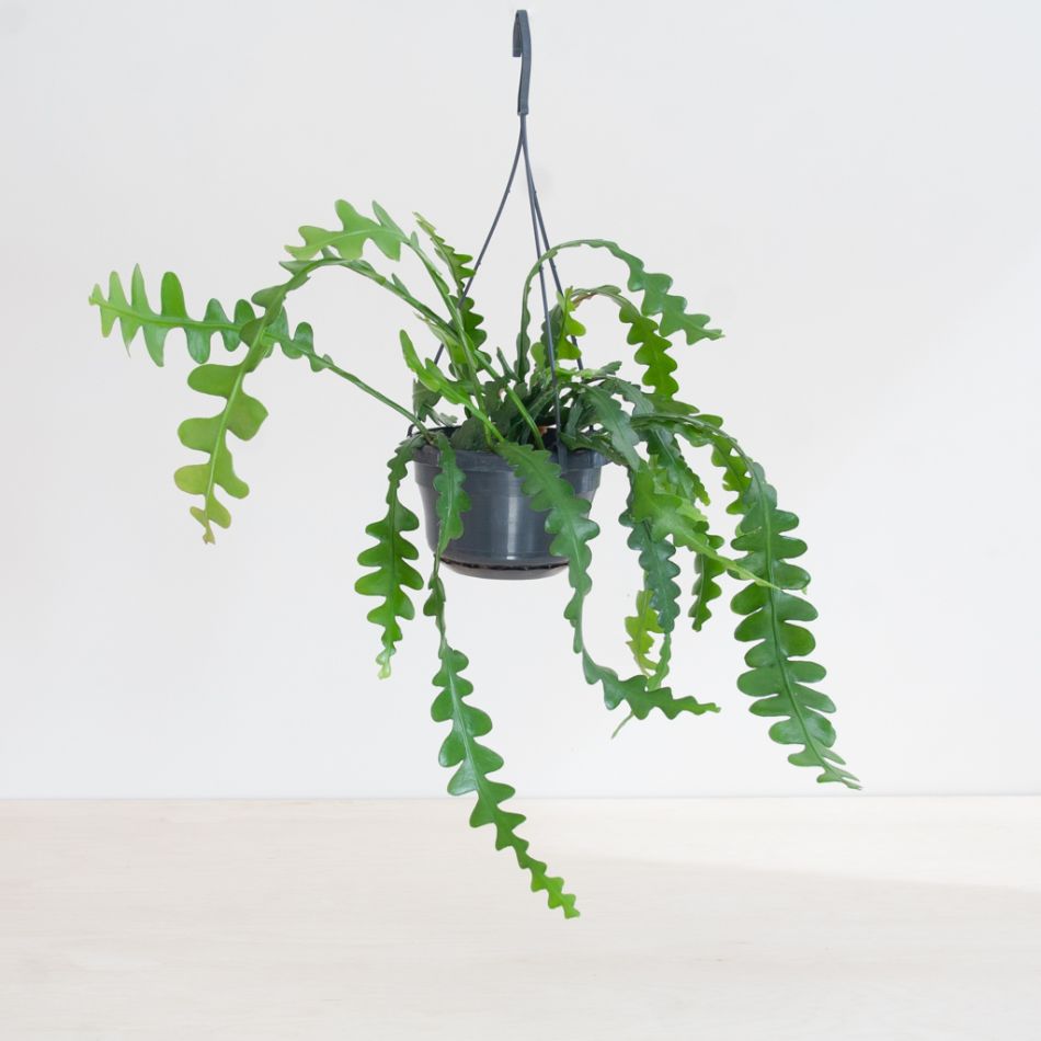 Zaagcactus - Epiphyllum Anguliger - P14