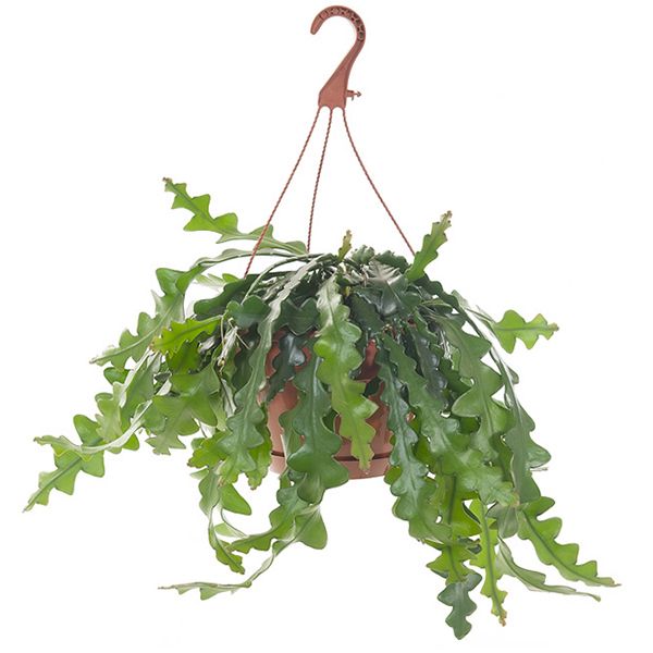 zaagcactus