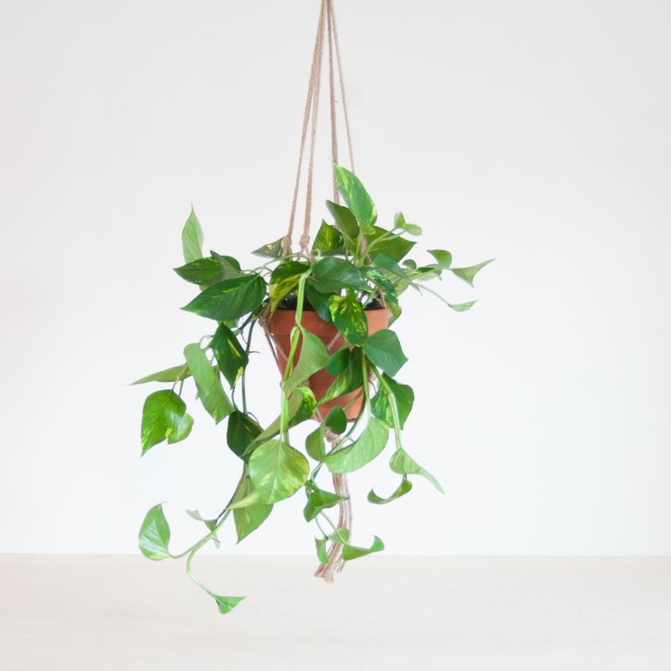 Epipremnum aureum hanger