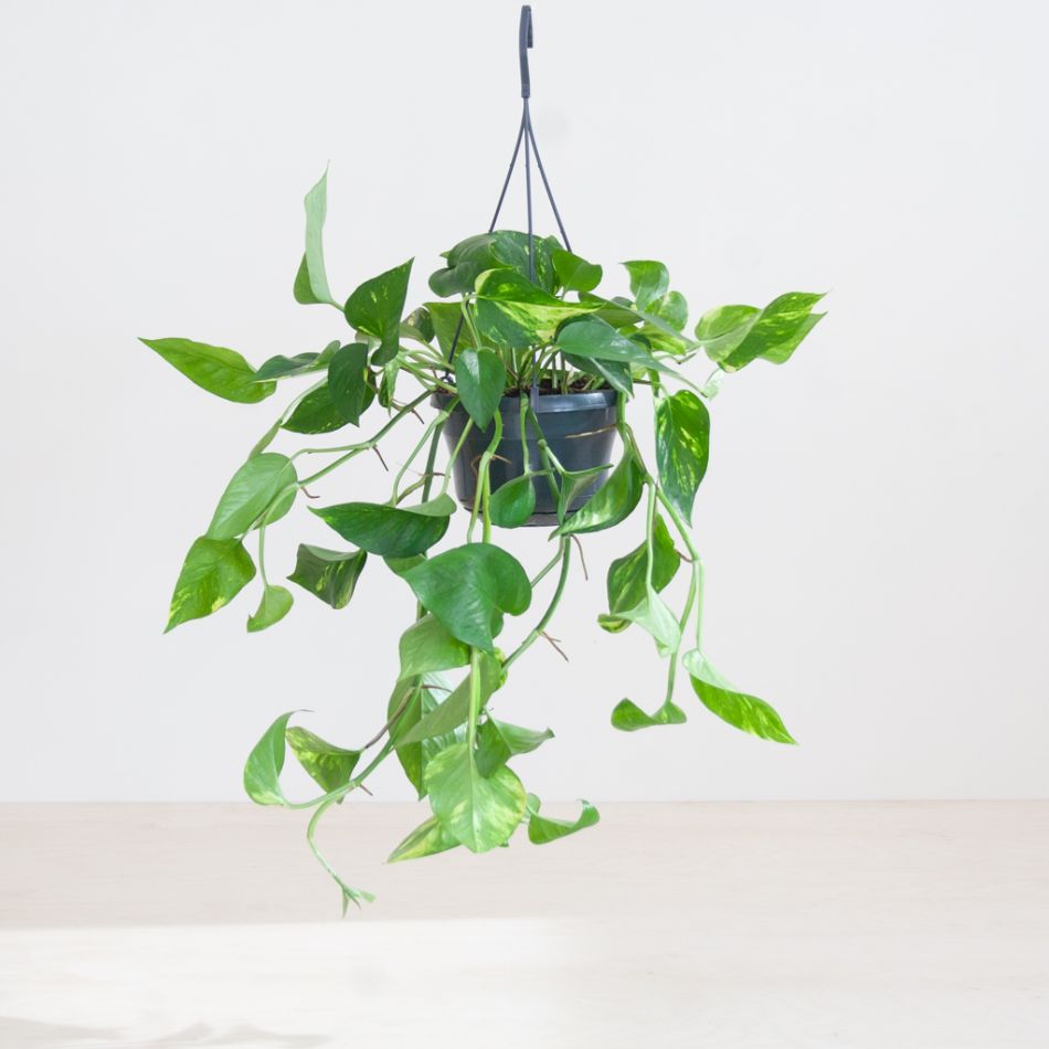 Epipremnum Pinnatum Aureum- Scindapsus - P15