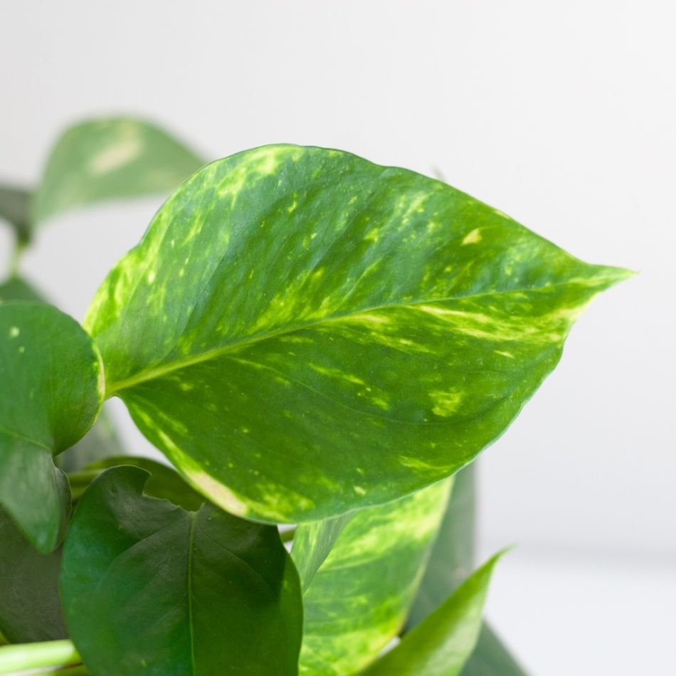 Epipremnum-Pinnatum-Aureum-3 2