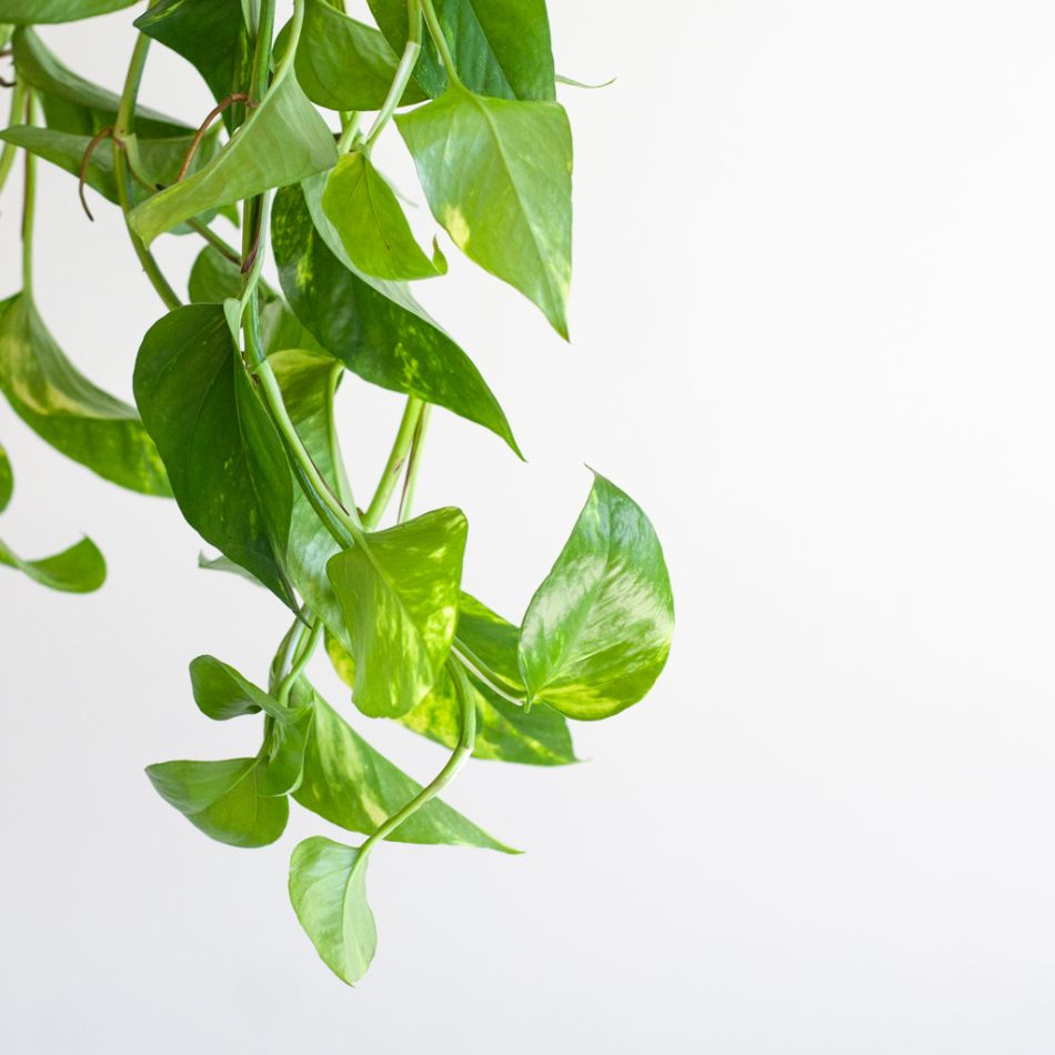 Epipremnum Pinnatum Aureum - Scindapsus - P15