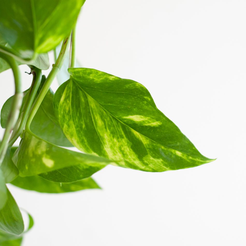 Epipremnum Pinnatum Aureum- Scindapsus - P15