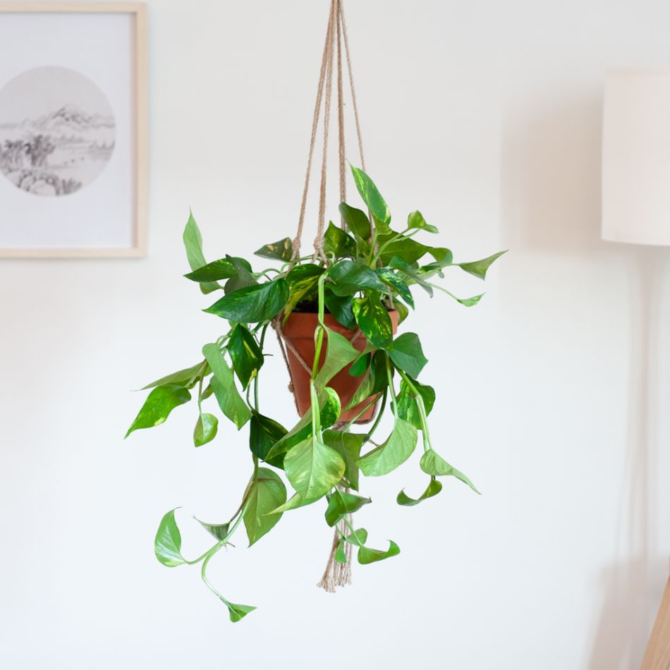Epipremnum-Pinnatum-Aureum-Lifestyle