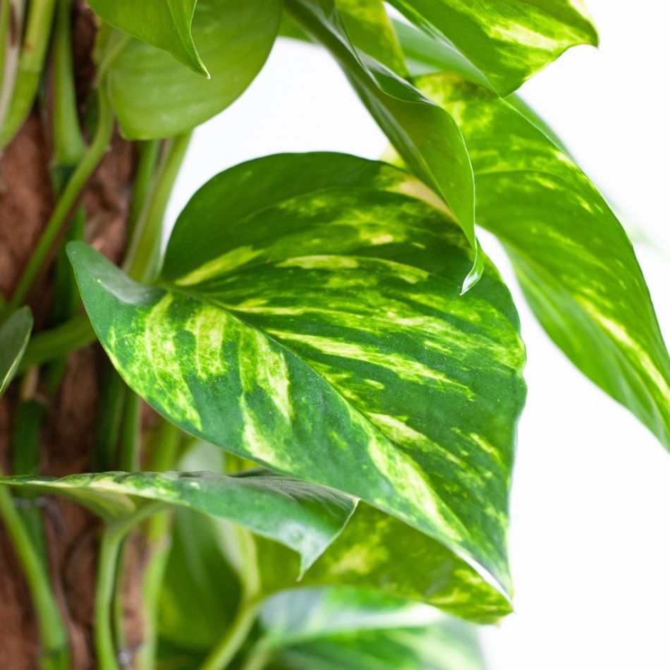 Epipremnum-Pinnatum-Aureum-p17-5