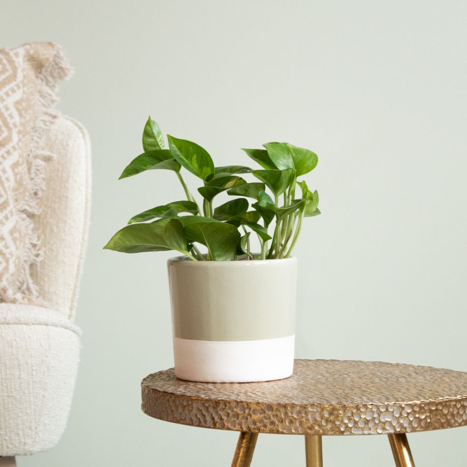Epipremnum Pinnatum Global Green