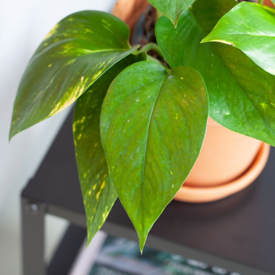 Epipremnum Pinnatum Aureum - Scindapsus - P12