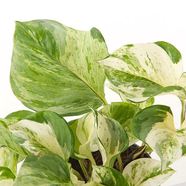 Epipremnum happy leaf