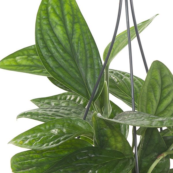 Epipremnum pinnatum marble planet