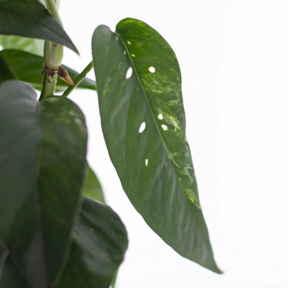 Epipremnum Pinnatum Variegata