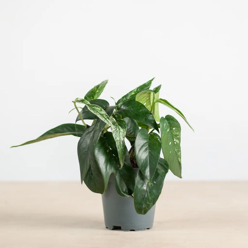 Epipremnum Pinnatum Variegata