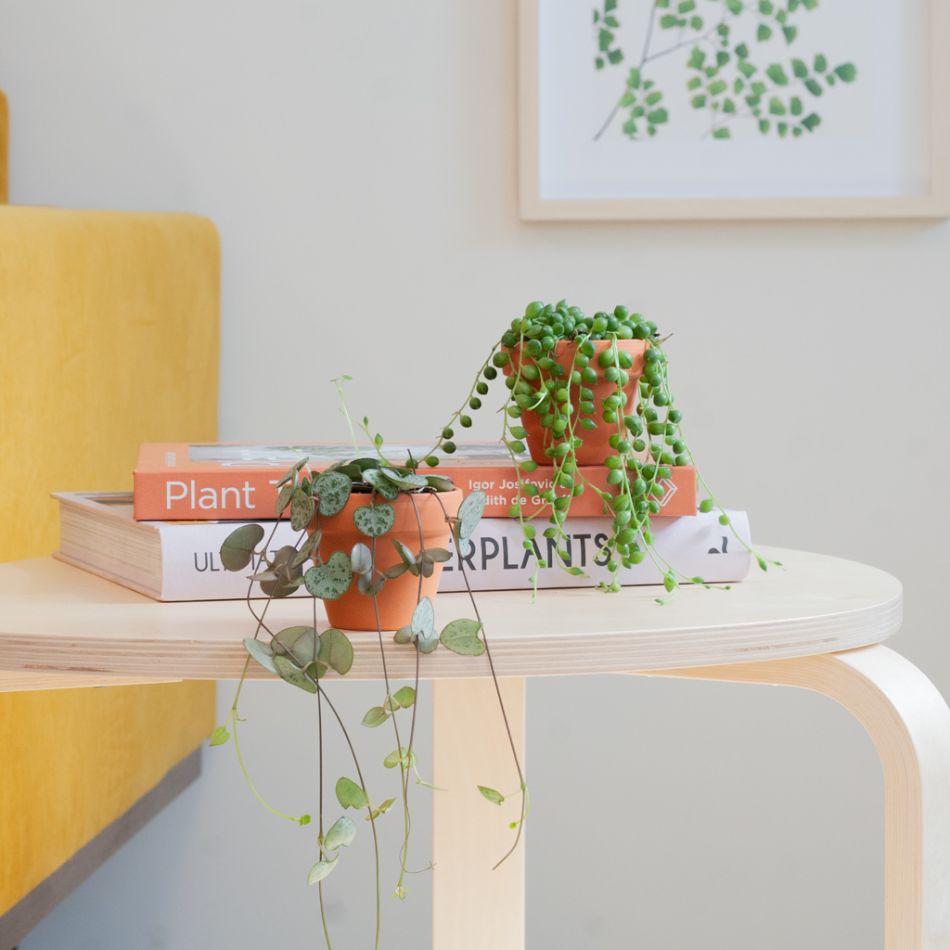 Mini Chinees Lantaarnplantje & Erwtenplantje Duo - P6