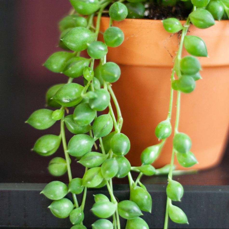 Erwtenplantje mini - Senecio Rowleyanus - P6