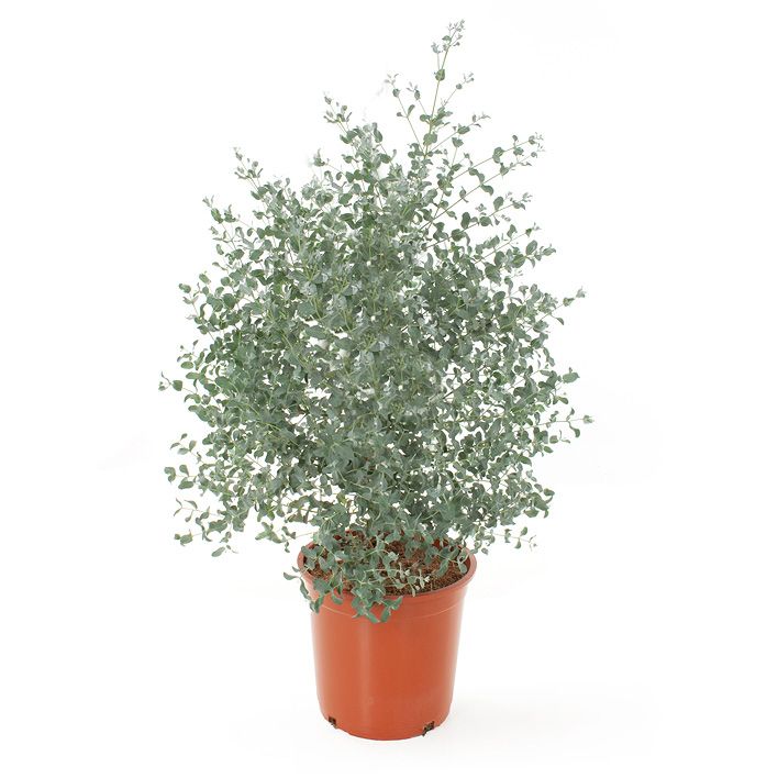 Solanum Evolvulifolium