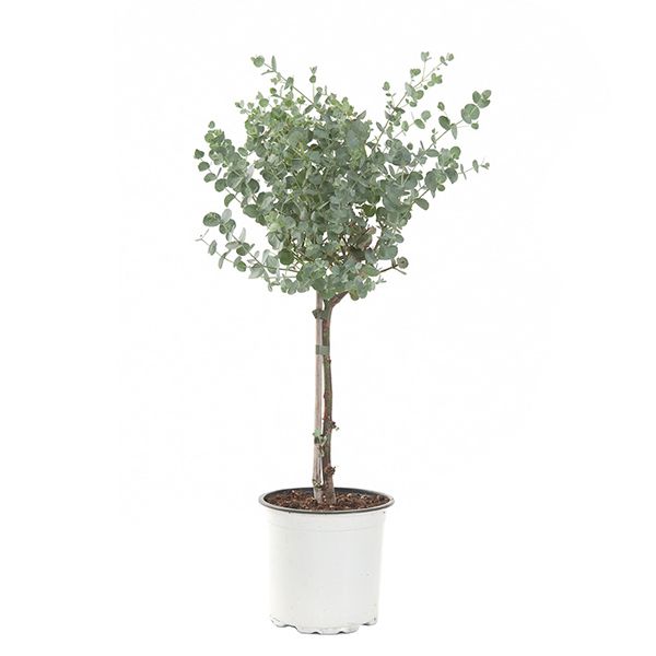 Eucalyptus gunnii