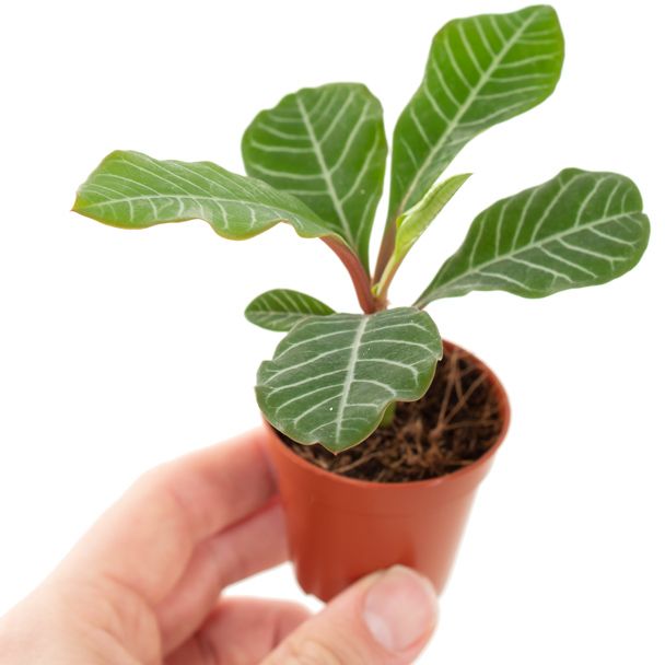 Euphorbia Leuconeura