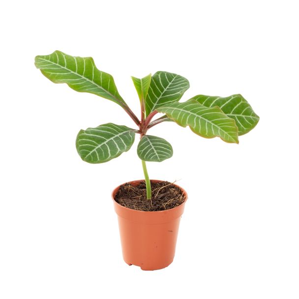 mini euphorbia leuconeura