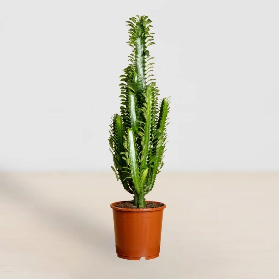 Euphorbia Trigona