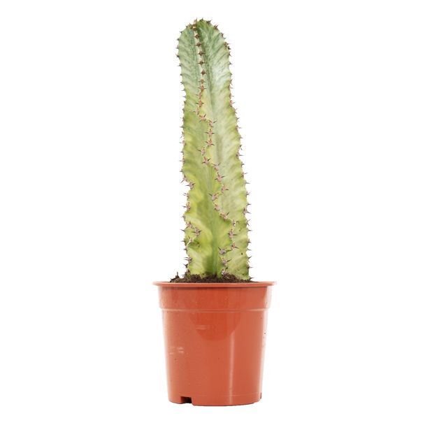 Euphorbia ingens marmorata