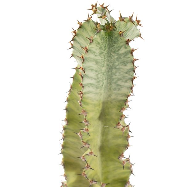 Euphorbia ingens marmorata