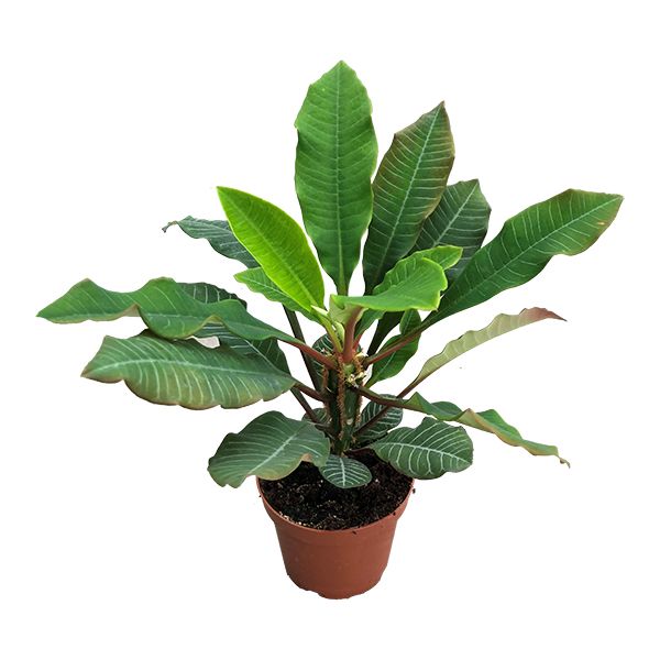 Euphorbia Leuconeura