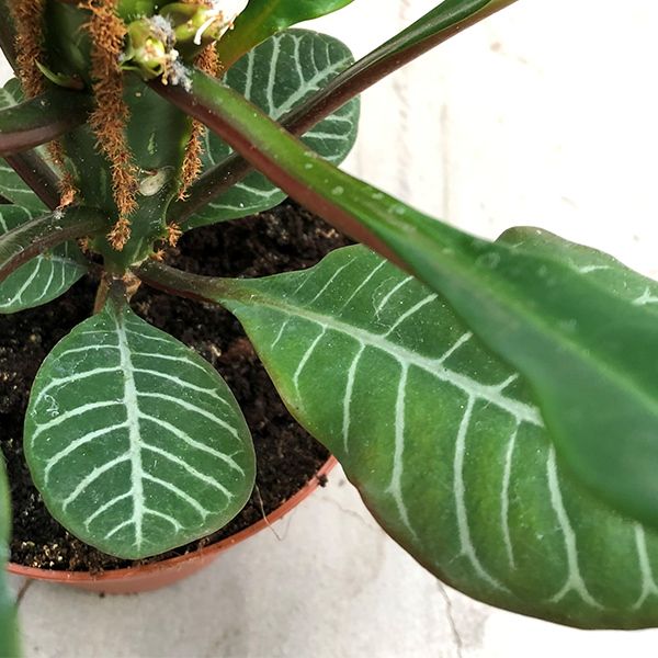 Euphorbia leuconeura