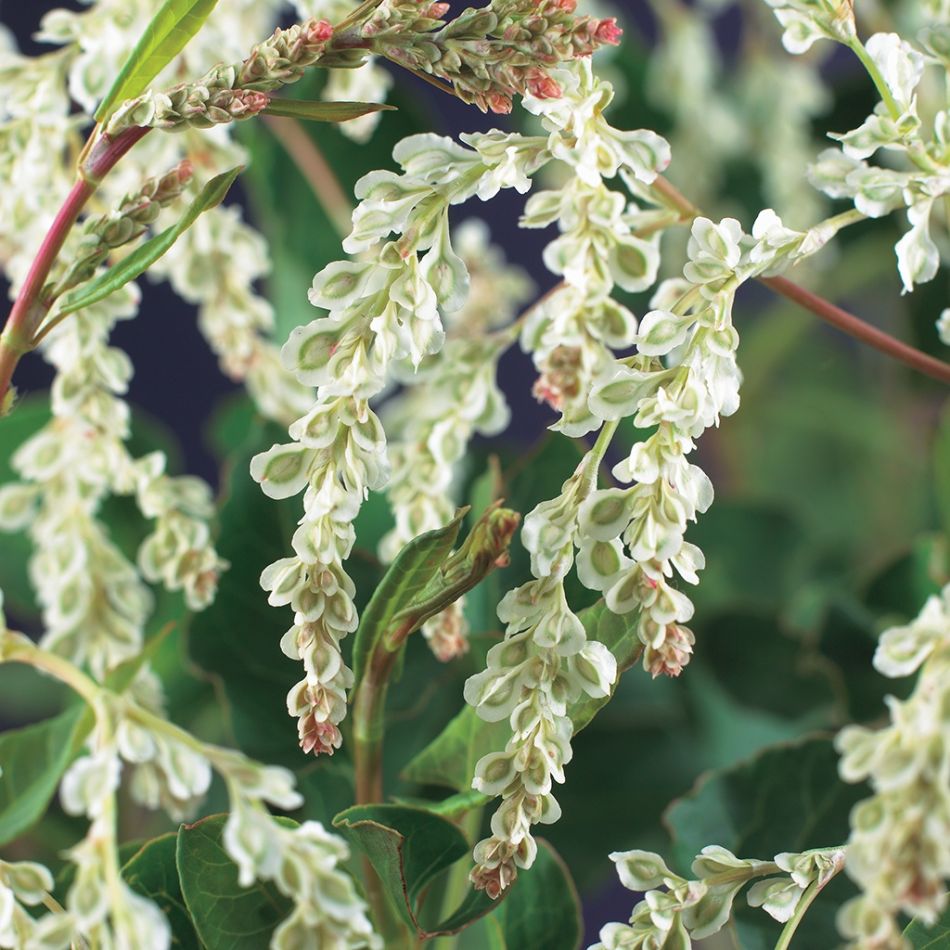 Fallopia-aubertii-bloem 1