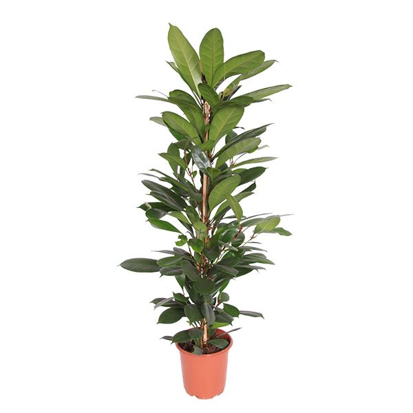Ficus Cyathistipula