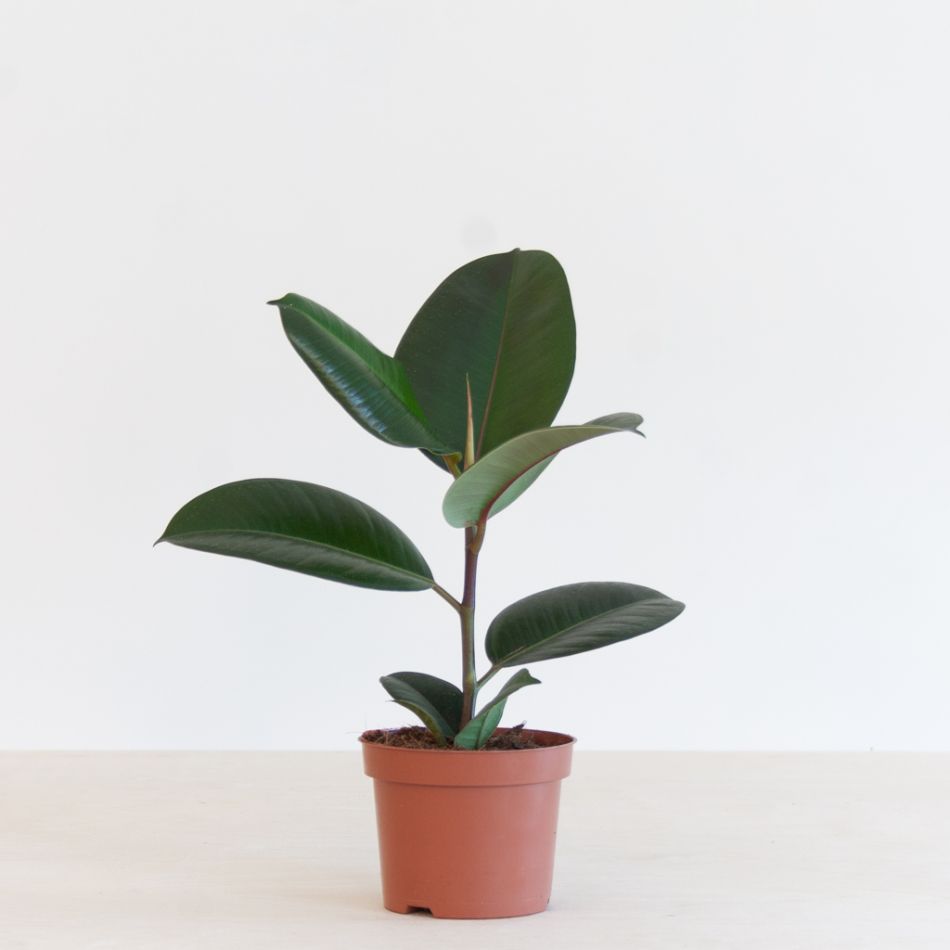 Ficus Elastica - Rubberplant - P12