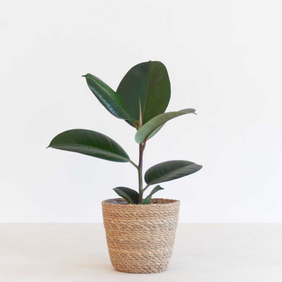Ficus Elastica - Rubberplant - P12