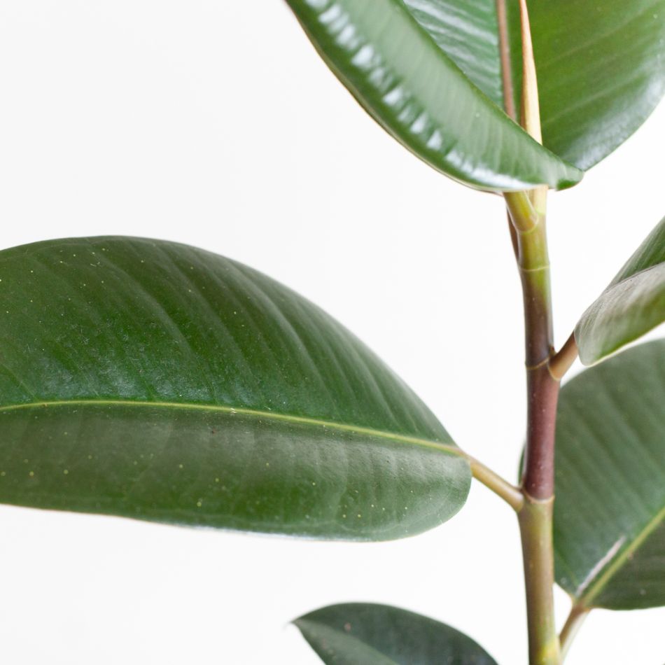 Ficus Elastica - Rubberplant - P12