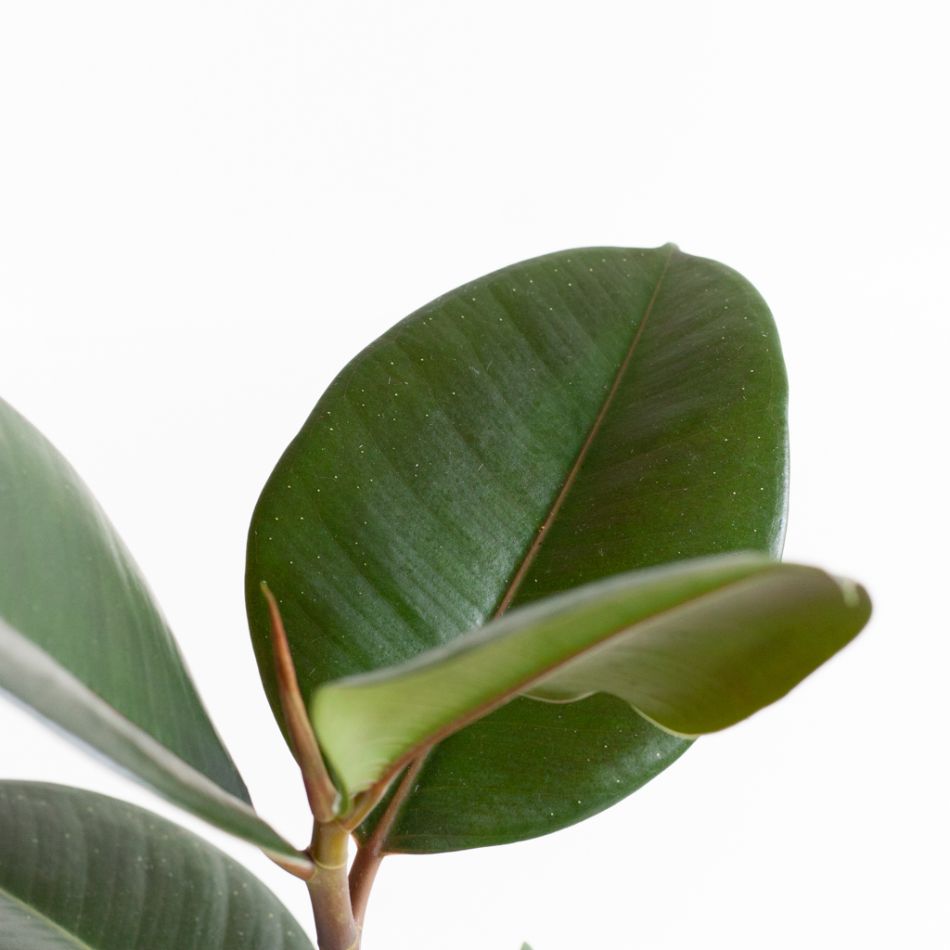 Ficus-Elastica-Abidjan-p12-9